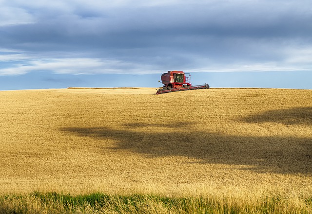 Coldiretti Novara-Vco, grano: al via la trebbiatura con -10% raccolti per clima pazzo