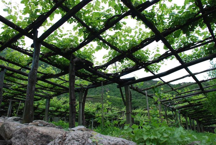 Agroalimentare: dalla Regione fondi per gli imprenditori che partecipano a eventi e fiere  