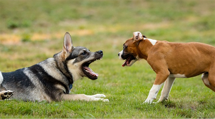 Educazione e cani in giro senza guinzaglio: il racconto di tre episodi subiti da un nostro lettore e dal suo fedele amico