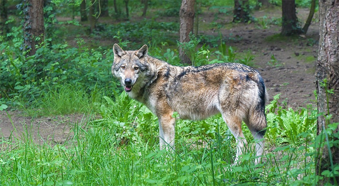 Dalla Regione 200 mila euro per difesa del bestiame e risarcimento danni causati dai lupi, Preioni: "Come promesso"