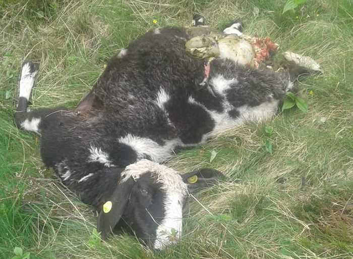 Aumentano esponenzialmente i lupi, disperata richiesta d'aiuto degli allevatori di montagna: "Milioni di euro solo per studiarli, e nel 2020 già sbranati 25 animali"