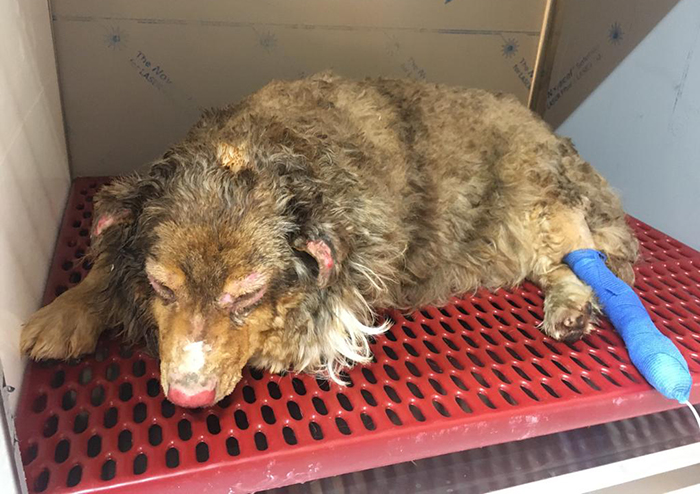 Ustioni al muso ed alla schiena al cane pastore salvatosi, insieme ad alcuni animali, dall'incendio della stalla 
