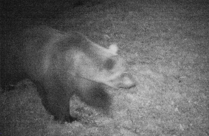 L'orso ossolano avvistato a Biella
