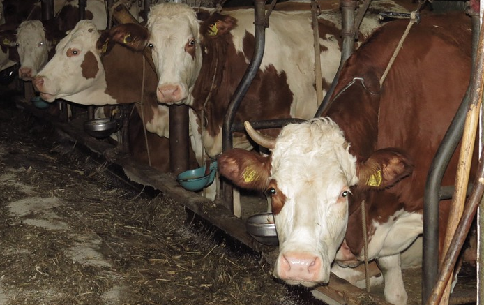 Dalla Regione proseguono i pagamenti alle aziende agricole: Arpea ha liquidato 21,8 milioni a 20.000 beneficiari