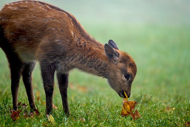 I cacciatori: non toccate i cuccioli di capriolo
