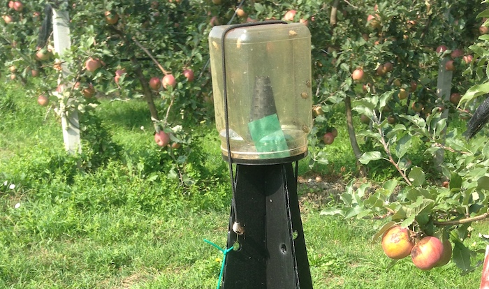 Cimice asiatica: ricomincia la lotta