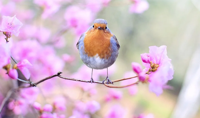 E' primavera! Dalle 10.37 di oggi la stagione del risveglio è cominciata...il giorno sarà più lungo della notte