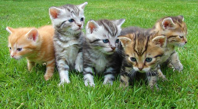 Concorso fotografico dedicato agli animali organizzato dall’Associazione Risorse Territoriali