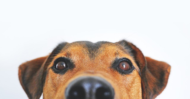 Spese veterinarie gratis per chi non può pagare  