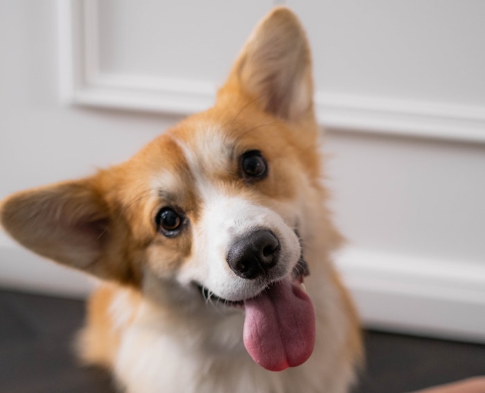 Dog sitter, aperte le iscrizioni all'elenco regionale 