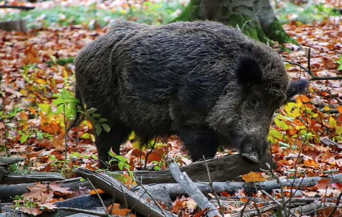 Preoccupa la peste suina africana dei cinghiali. Non si trasmette all'uomo