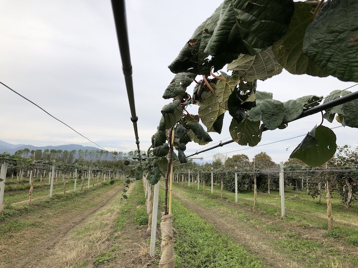 Ogni goccia conta: il decalogo di Fondazione Agrion per combattere la crisi idrica 