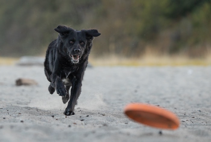 Nasce il registro regionale dei dog sitter, sono 2500 quelli ufficiali  