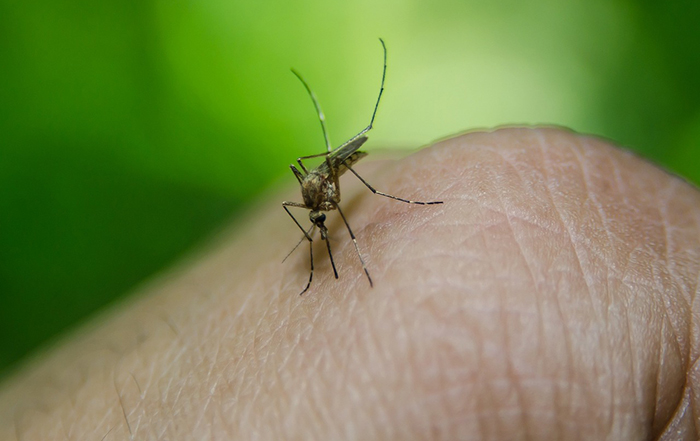 West Nile, una donna ricoverata a Novara. Il virus da una puntura di zanzara