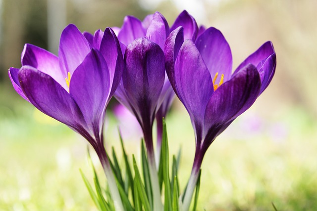 Weekend di Pasqua: cieli sereni e temperature primaverili 