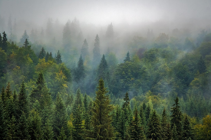 Milioni dal Pnrr per le foreste: un fallimento. Uncem attacca