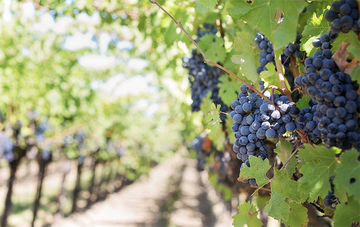 Città Europea del Vino 2024 per vari Comuni dell'Alto Piemonte: premio a Bruxelles 