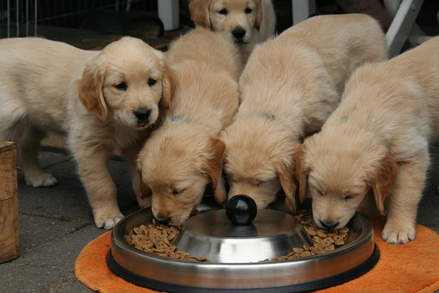 Nova Coop, edizione speciale di "dona la spesa" per cani e gatti senza famiglia