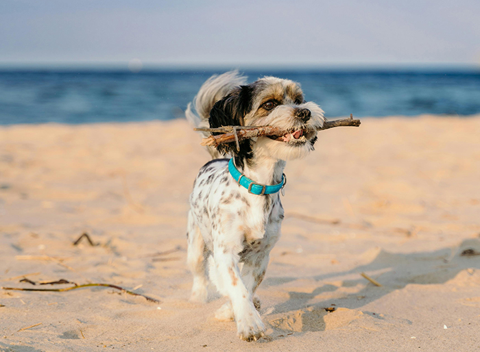 A Ferragosto con il cane in spiaggia. Ecco le regole da seguire