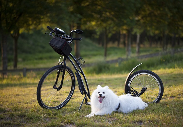 E’ vietato condurre animali con la bicicletta. Ce ne parla l'avvocato Crapanzano