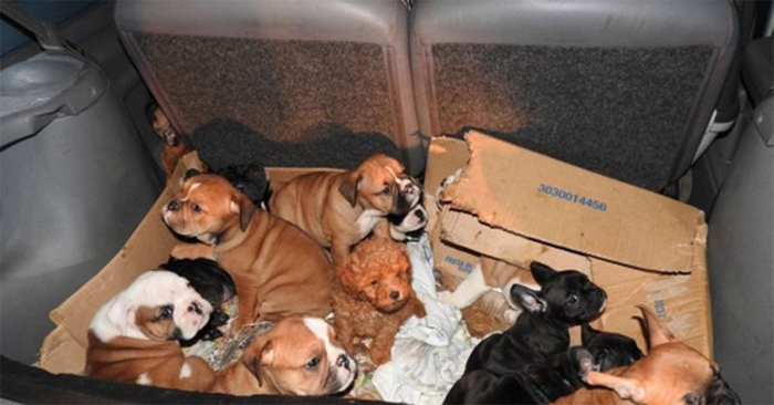 In Piemonte crescono i reati contro gli animali