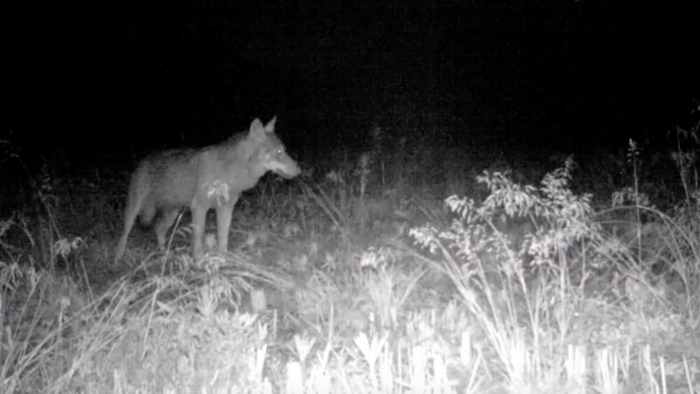 Il lupo attacca anche in pianura