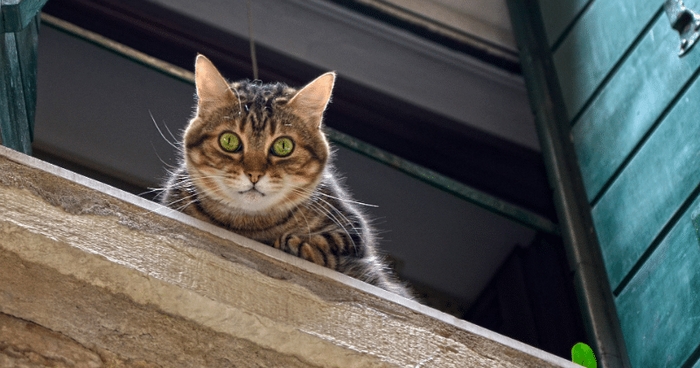 Un gatto abbandonato è ciò che rimane d’una famiglia piegata dal Covid-19