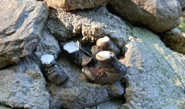 Ladri (e vandali) di elfi