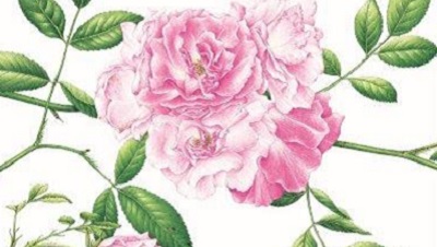 In mostra a Varallo gli acquerelli della grignaschese medaglia d’oro della Royal Horticultural Society 