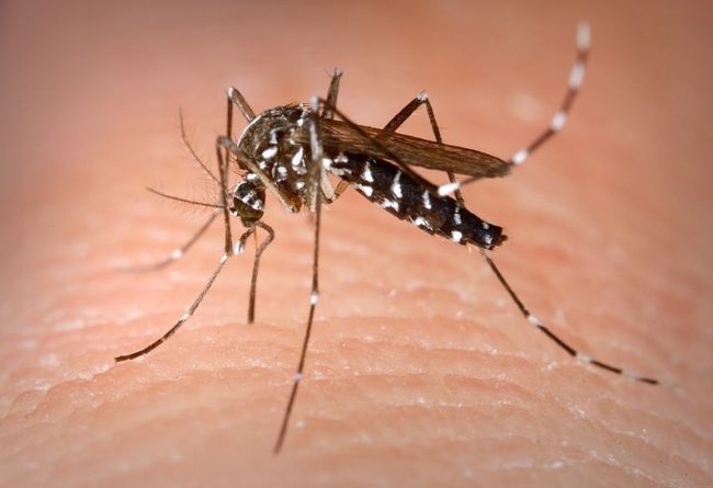 Zanzare e virus del Nilo occidentale: cos'è e come difendersi