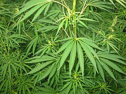 Volete coltivare canapa sativa? A Baceno vi invitano