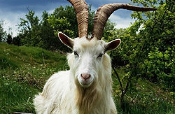 Ancora un furto di bestiame in Ossola