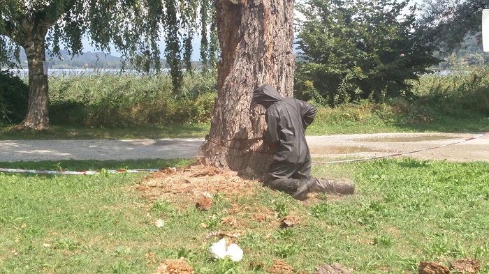 Vigili del fuoco eliminano nido di calabroni annidati nel tronco di un albero