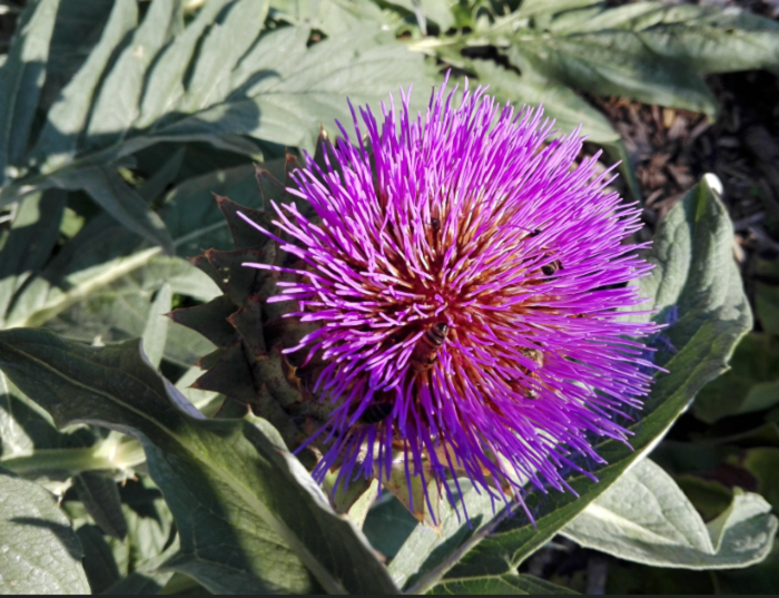 La magia e i colori del Giardino dei Semplici di Miasino