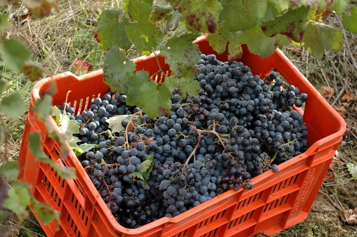 Vendemmia, meno produzione ma di maggiore qualità