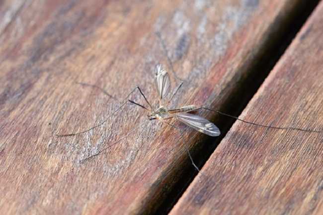 West Nile Virus: situazione sotto controllo in Piemonte