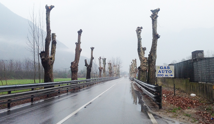 Potati i platani sulla strada tra Ornavasso e Gravellona