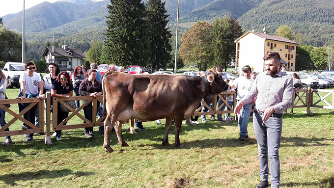 35° mostra bovina, la “Reginetta” è dell'azienda Barbieri Bruno