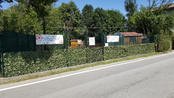 Azzannata dal pitbull: i chirurghi le amputano il braccio