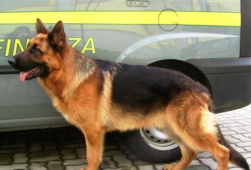 Spacciatore non sfugge al cane antidroga della Finanza: arrestato