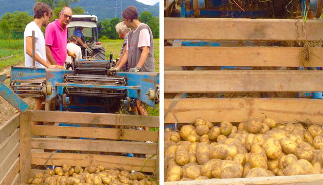 Aumenta la produzione delle “patate di Beura”. Sono di tre qualità. Videointervista