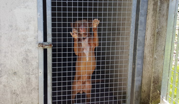 Il cane è sotto sequestro. Aveva già morso in passato