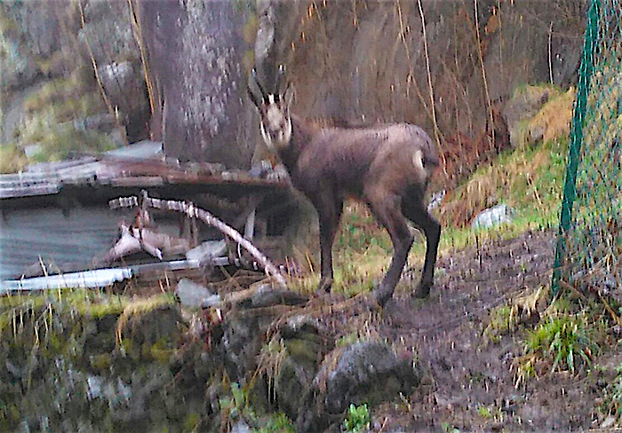 Un camoscio in cerca d'erba fresca arriva sino al bar di Pestarena. Stupefatti gli avventori
