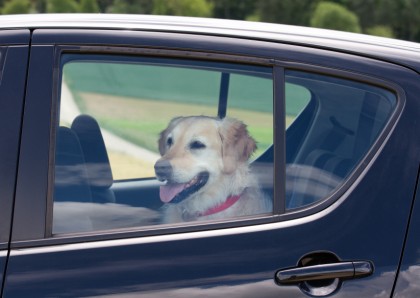 Lascia il cane in auto: multato