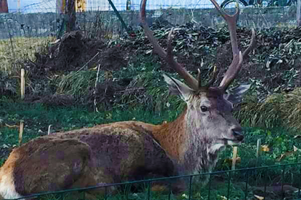A Trasquera è ritornato il cervo Gustavo, di solito precede l'arrivo della neve...