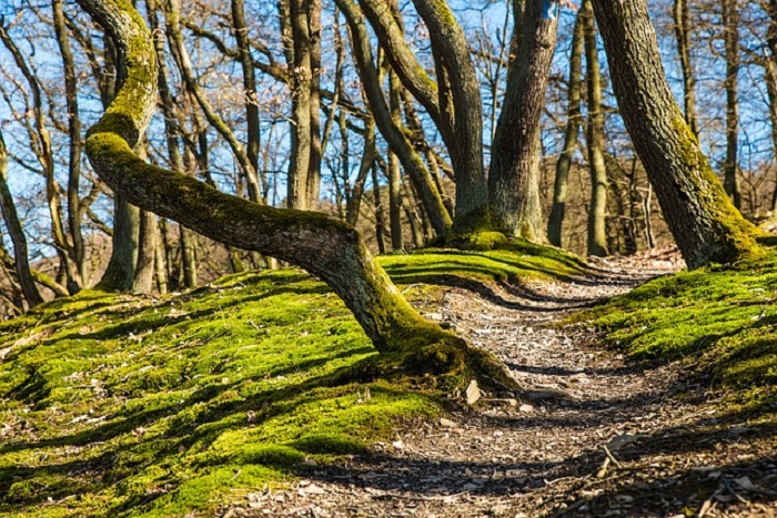 CamminAnno: passeggiata tra gli antichi sentieri il primo giorno dell’anno