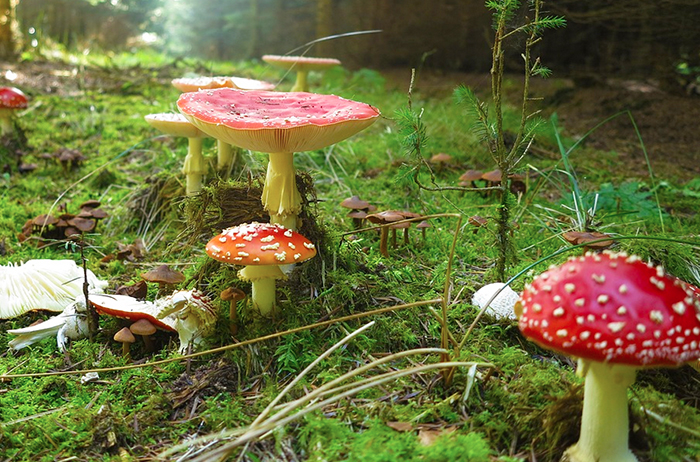 Tre specie mortali di funghi a anche 4 tossiche identificate grazie al micologo dell'Asl