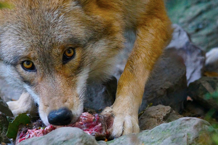 Caccia la lupo? In Svizzera proposta perchè sia inserito nelle specie cacciabili tutto l'anno