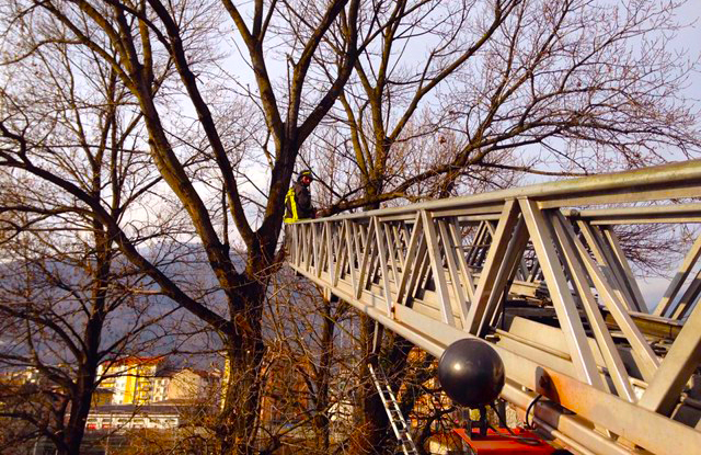 Rami sui fili della luce in via Piave, intervengono i Vigili del fuoco