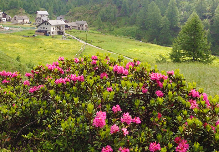 La fioritura del rododendro all’alpe Veglia e Devero. Foto